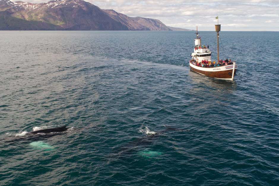 How Whale Watching Can Create Awareness About Marine Conservation ...